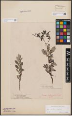 Foto von Salix aurita L. x Salix repens L.